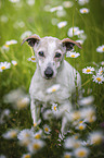 Jack Russell Terrier