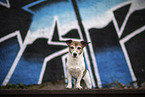 Jack Russell Terrier