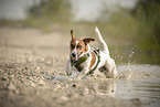 Jack Russell Terrier