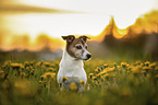 Jack Russell Terrier