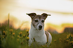 Jack Russell Terrier