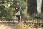 Jack Russell Terrier