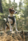 Jack Russell Terrier