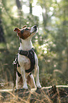 Jack Russell Terrier