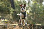 Jack Russell Terrier