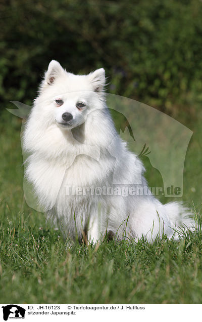 sitzender Japanspitz / sitting japanese pomeranian / JH-16123