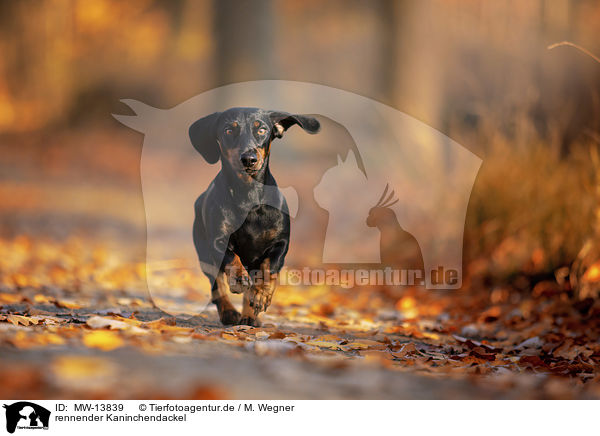 rennender Kaninchendackel / running Rabbit Dachshund / MW-13839