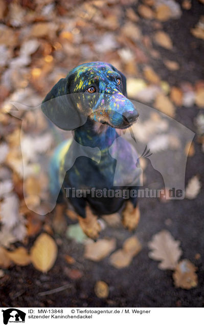 sitzender Kaninchendackel / sitting Rabbit Dachshund / MW-13848