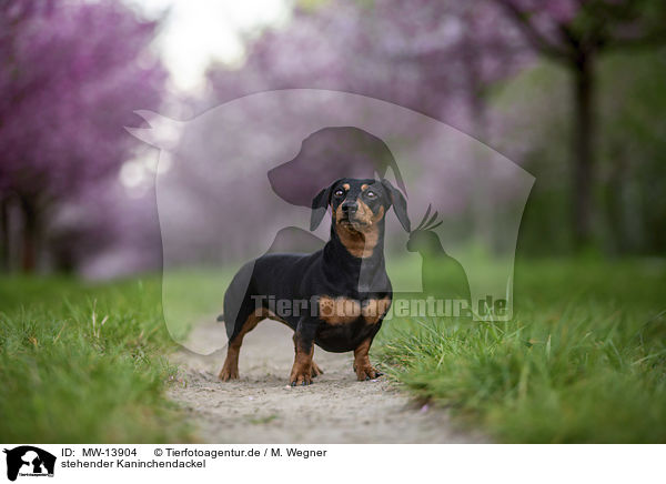 stehender Kaninchendackel / standing Rabbit Dachshund / MW-13904