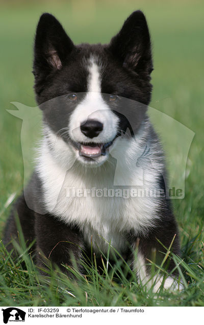 Karelischer Brenhund / Karelian Bear Dog / IF-03259