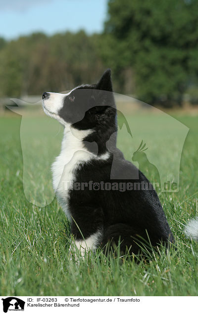 Karelischer Brenhund / Karelian Bear Dog / IF-03263