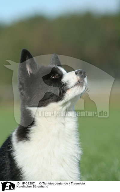 Karelischer Brenhund / Karelian Bear Dog / IF-03287