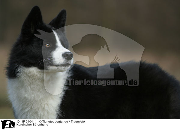 Karelischer Brenhund / IF-04041