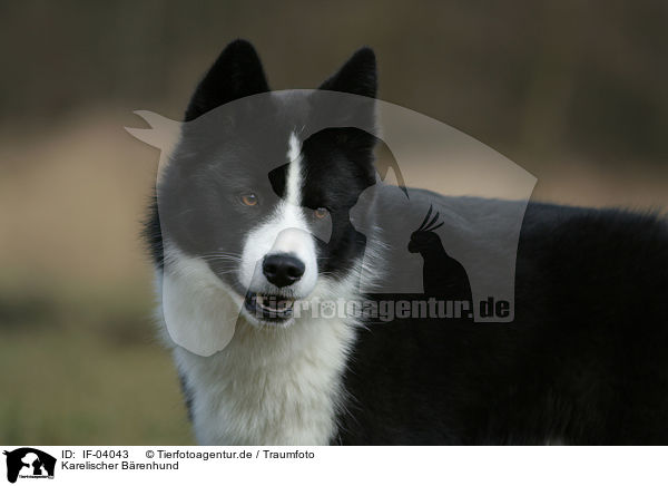 Karelischer Brenhund / IF-04043
