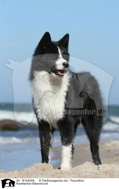 Karelischer Brenhund / Karelian Bear Dog / IF-04046