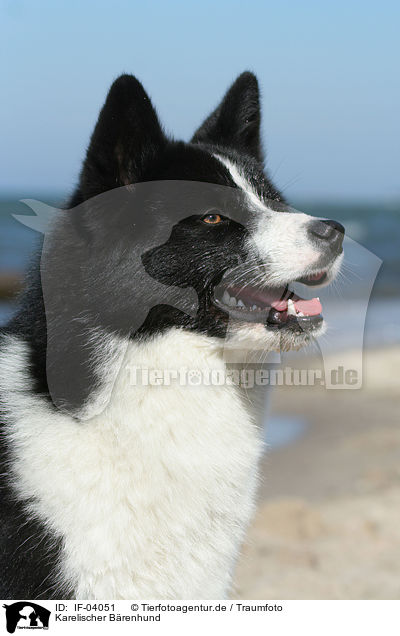 Karelischer Brenhund / Karelian Bear Dog / IF-04051