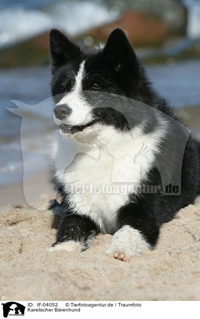 Karelischer Brenhund / Karelian Bear Dog / IF-04052