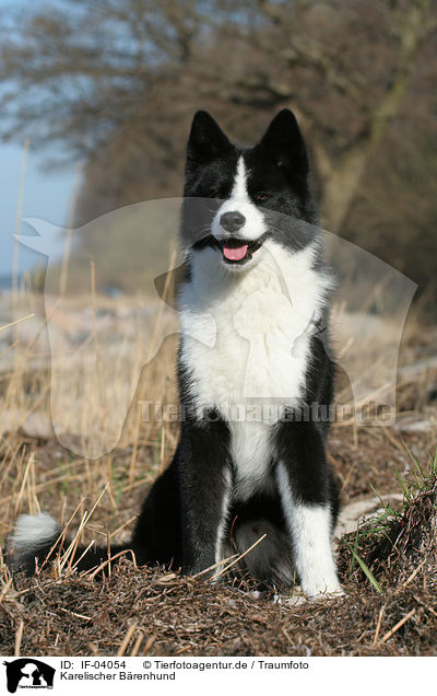 Karelischer Brenhund / IF-04054
