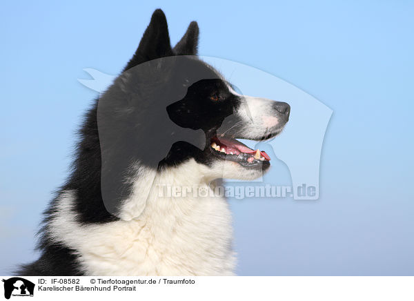 Karelischer Brenhund Portrait / IF-08582