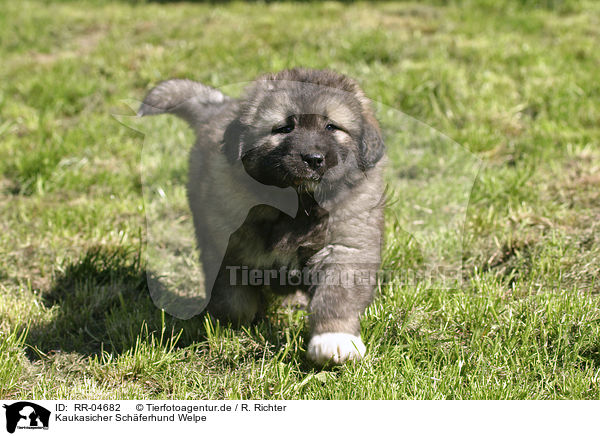 Kaukasicher Schferhund Welpe / Caucasian Owtcharka in Action / RR-04682