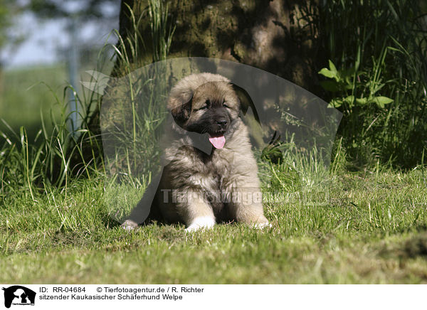 sitzender Kaukasischer Schferhund Welpe / RR-04684