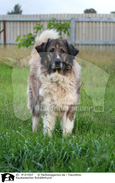 Kaukasischer Schferhund / Caucasian Owtcharka / IF-01007