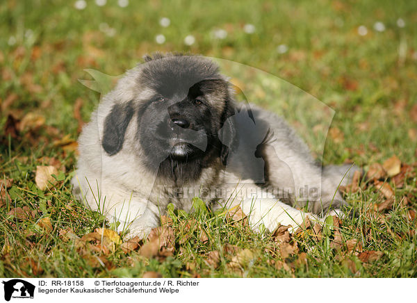 liegender Kaukasischer Schferhund Welpe / lying caucasian owtscharka pup / RR-18158