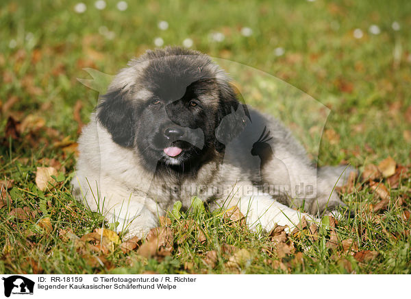 liegender Kaukasischer Schferhund Welpe / lying caucasian owtscharka pup / RR-18159
