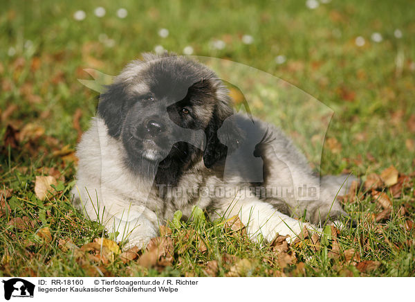 liegender Kaukasischer Schferhund Welpe / lying caucasian owtscharka pup / RR-18160