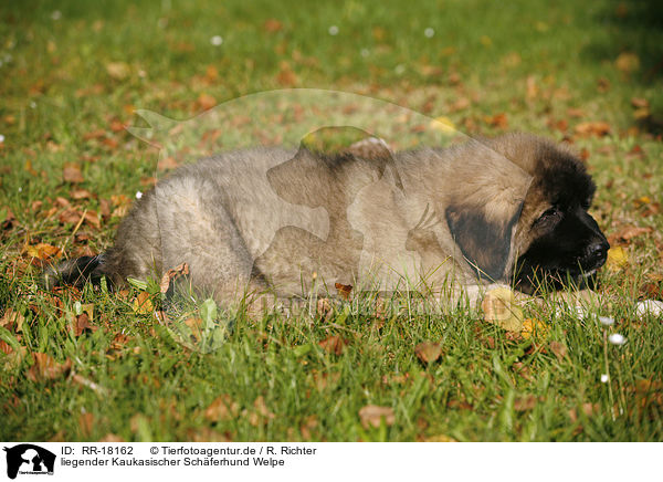 liegender Kaukasischer Schferhund Welpe / lying caucasian owtscharka pup / RR-18162