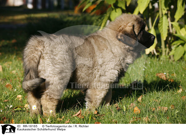 Kaukasischer Schferhund Welpe / caucasian owtscharka pup / RR-18165