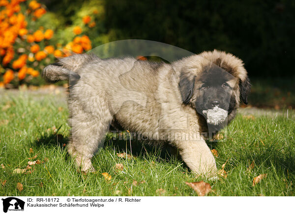 Kaukasischer Schferhund Welpe / caucasian owtscharka pup / RR-18172