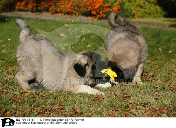 spielender Kaukasischer Schferhund Welpe / playing caucasian owtscharka pup / RR-18184