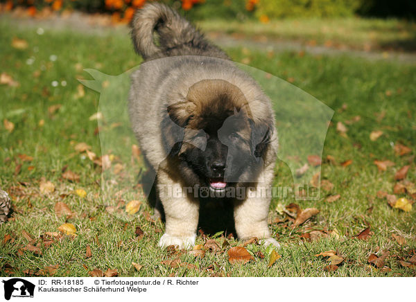 Kaukasischer Schferhund Welpe / RR-18185