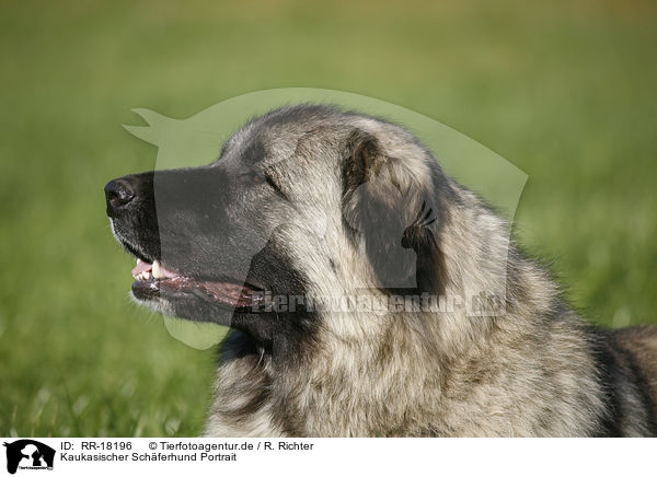 Kaukasischer Schferhund Portrait / caucasian owtscharka / RR-18196