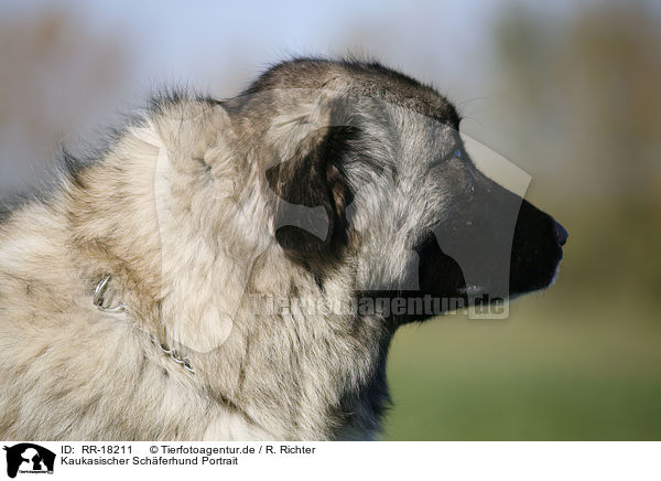 Kaukasischer Schferhund Portrait / RR-18211