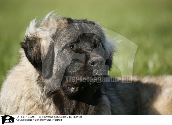 Kaukasischer Schferhund Portrait / caucasian owtscharka / RR-18225