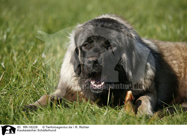 Kaukasischer Schferhund / caucasian owtscharka / RR-18228