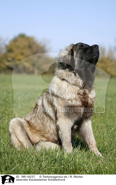 sitzender Kaukasischer Schferhund / sitting caucasian owtscharka / RR-18237