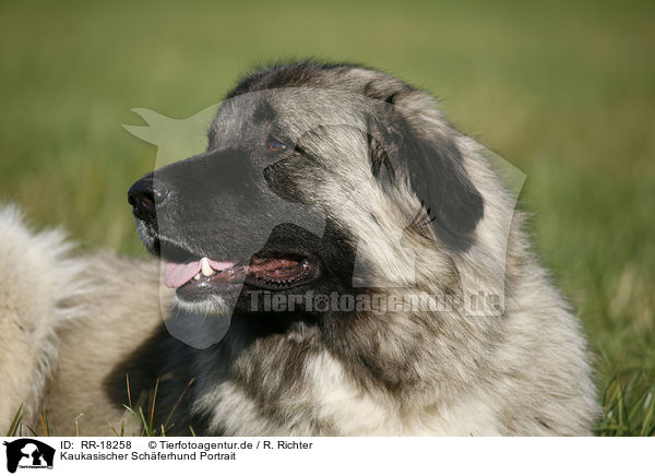 Kaukasischer Schferhund Portrait / RR-18258