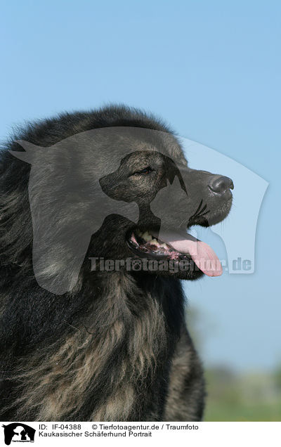 Kaukasischer Schferhund Portrait / IF-04388