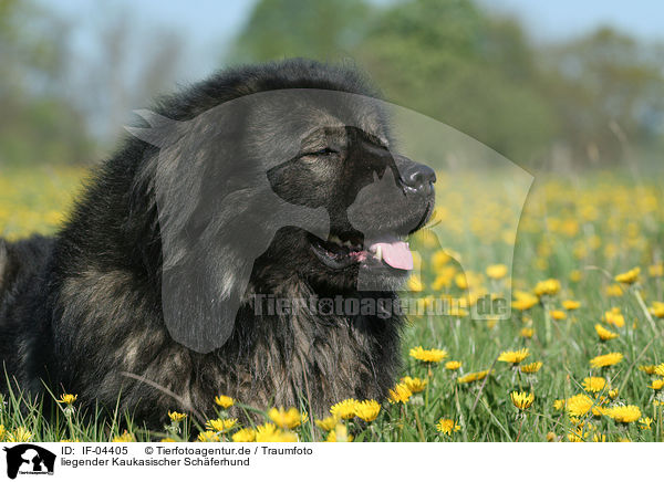liegender Kaukasischer Schferhund / lying caucasian owtscharka / IF-04405