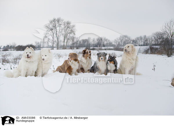 Hundegruppe / several dogs / AM-03086
