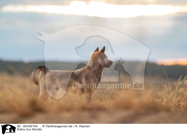 Kishu Inu Hndin / female Kishu Inu / AH-06144