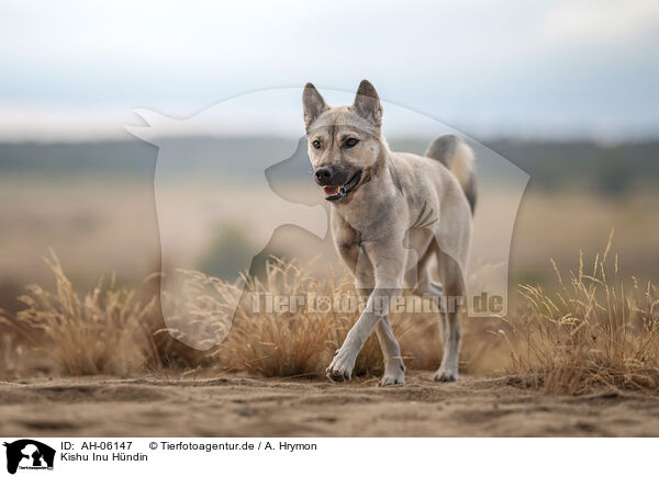 Kishu Inu Hndin / female Kishu Inu / AH-06147