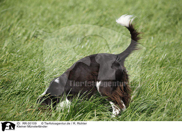 Kleiner Mnsterlnder / Small Munsterlander Hunting Dog / RR-30109