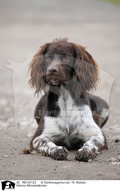 Kleiner Mnsterlnder / Small Munsterlander Hunting Dog / RR-30123