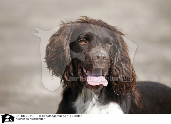 Kleiner Mnsterlnder / Small Munsterlander Hunting Dog / RR-30143