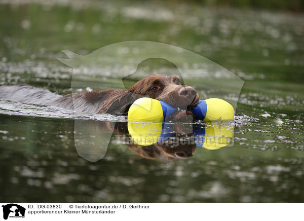 apportierender Kleiner Mnsterlnder / retrieving small munsterlander dog / DG-03830