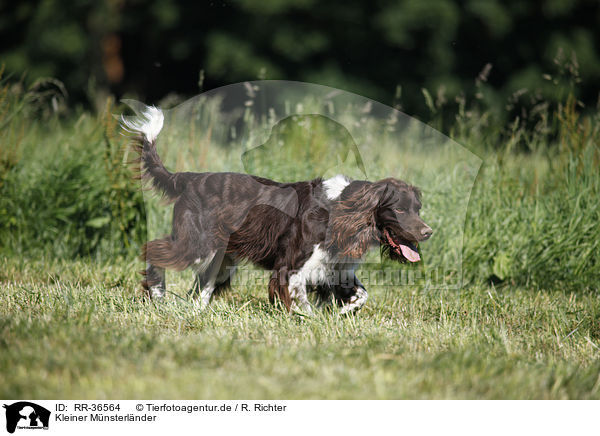 Kleiner Mnsterlnder / small munsterlander dog / RR-36564